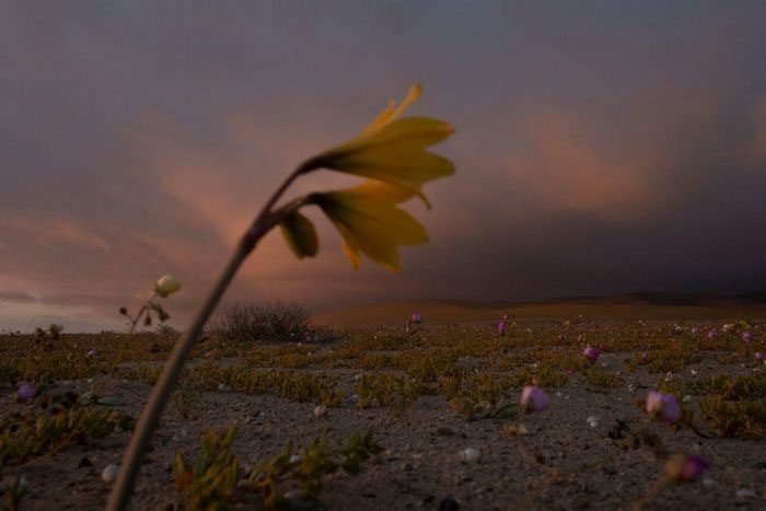 Blooming flowers in spring on the driest desert in the world near Copiapó, Chile