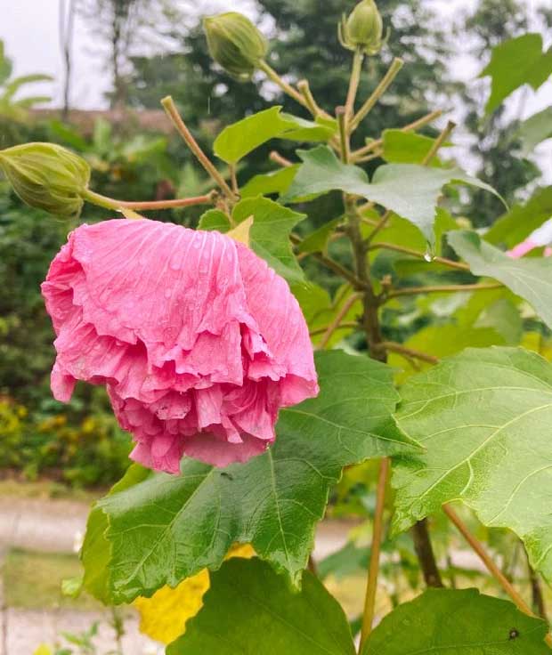 The next morning, the flower wilts but displays the most vibrant colors, still radiant despite wilting