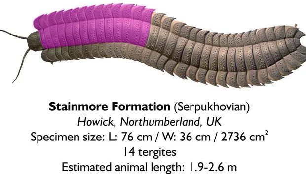 This organism was part of the genus Arthropleura and lived about 326 million years ago.