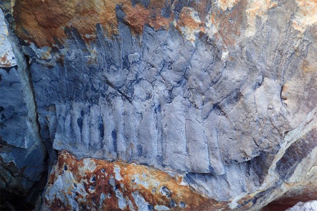 The fossil indicates that it was nearly 3 meters long and may have been a predator.