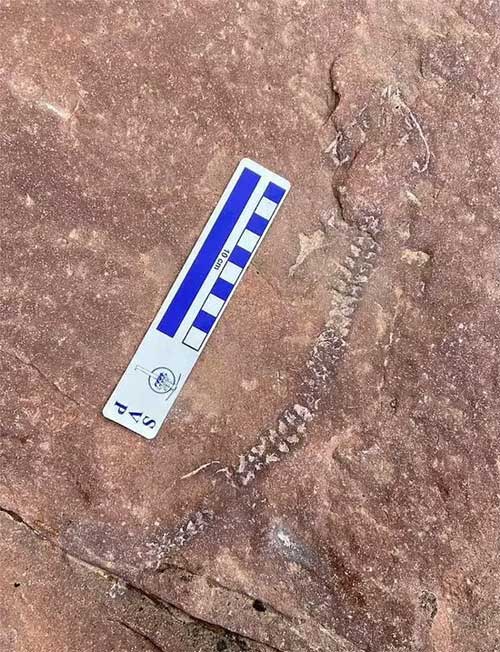 Close-up of the fossil revealed on the cliff