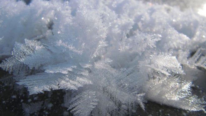 Snowflowers - The flowers of winter that only bloom in calm conditions