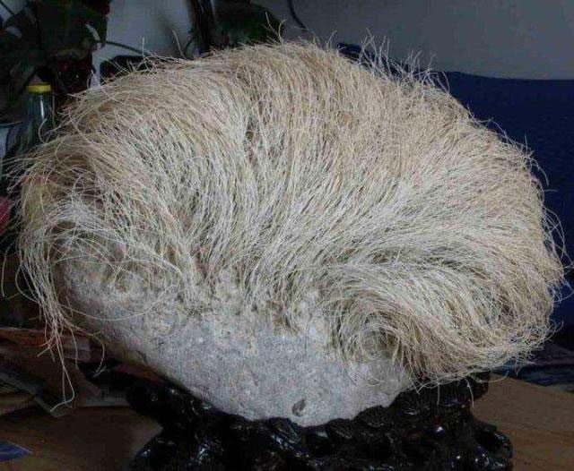 The hairy stone