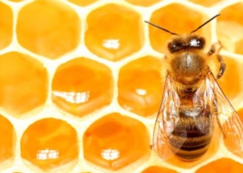 honey bee thuan chay using technology to create alternatives to bee 116434