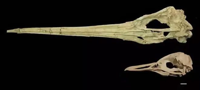 Penguin skull.