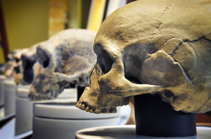 Skulls of different human species that have existed on Earth since the Pleistocene epoch