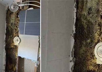 horrifying discovery 80 000 bees in the house 117803