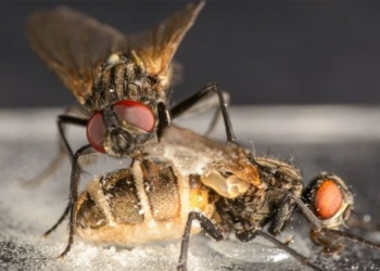 horrifying male species creates stimulant drug using giant silkworms 116973
