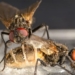 horrifying male species creates stimulant drug using giant silkworms 116973