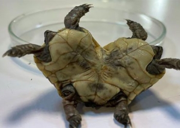 hot water spring residents discover rare turtle with two heads 117307