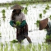 how climate change affects food 116465