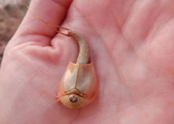 hundreds of giant shrimp appear after storm 116349