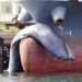 hybrid species whale with large head second world killed before japanese ship 116236