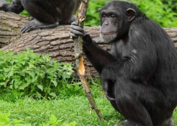 if humans disappear which animals could evolve to replace us 117885