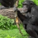if humans disappear which animals could evolve to replace us 117885