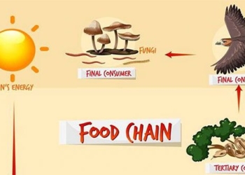 if you think humans are at the top of the food chain you might be wrong 117754