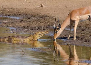 impala dies suddenly before hunters avoid getting shot with oversized ammo 116424