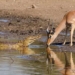 impala dies suddenly before hunters avoid getting shot with oversized ammo 116424