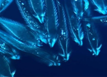 impressive movie works winning nikon small world in motion 2021 115676
