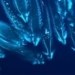 impressive movie works winning nikon small world in motion 2021 115676