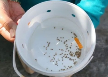 indonesia creates good salt against dengue fever 116853