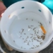 indonesia creates good salt against dengue fever 116853