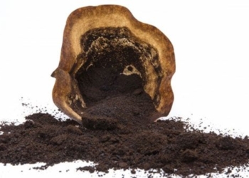 indonesia develops coffee waste into material for electric vehicle batteries 116943