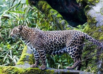 indonesia discovers dozens of java ghosts at risk of extinction 117037