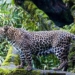 indonesia discovers dozens of java ghosts at risk of extinction 117037