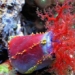interesting things about crabs that not everyone knows 117277