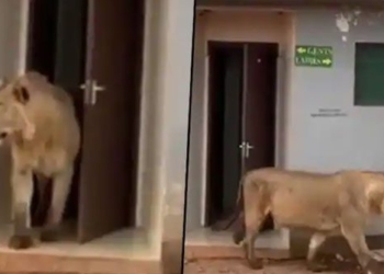internet users go wild when seeing lion leave home to use public bathroom 116530