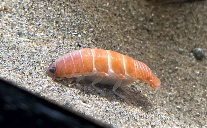 Isopod