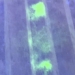 japanese expert invents mask that detects covid 19 117600