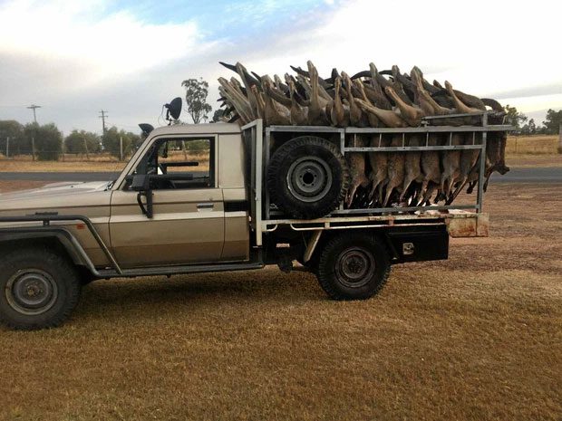 Results after a night of hunting
