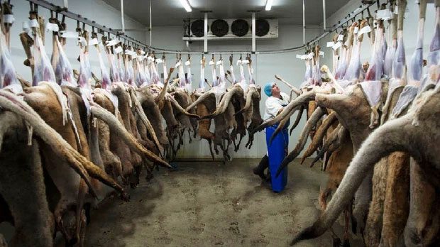 Dozens of Kangaroos being hunted