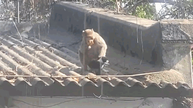 Monkey kidnaps puppy