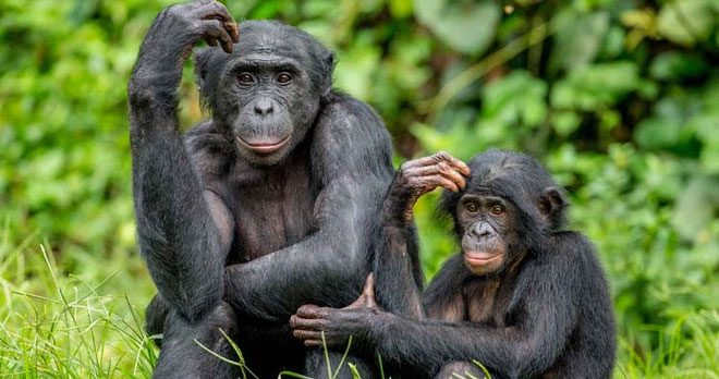 Bonobo