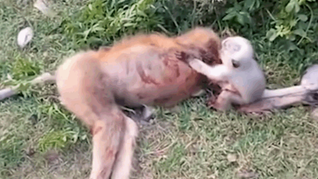 The baby monkey is trying to wake up the mother monkey while continuously crying.