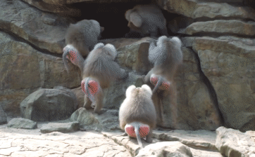 Territorial battle of baboons
