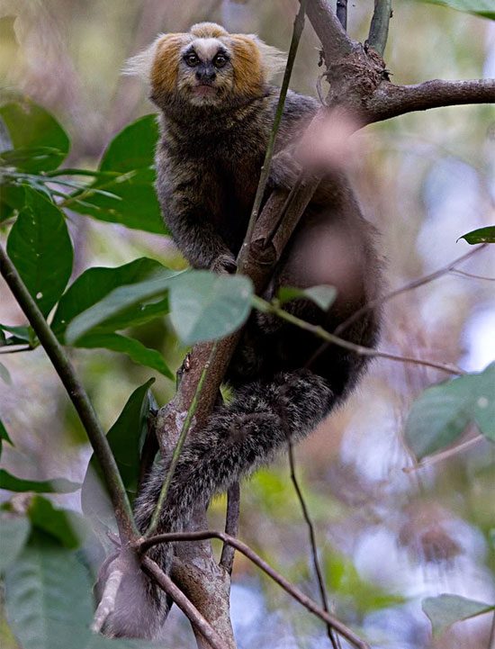 Image of a squirrel monkey (also known as Marmoset).
