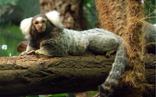 Close-up of the human-like face of the squirrel monkey.