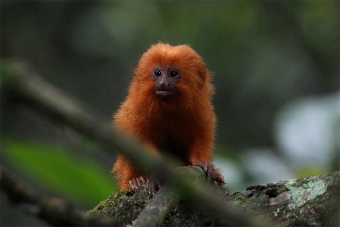 khi su tu vang tamarin 1