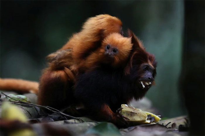 khi su tu vang tamarin 2