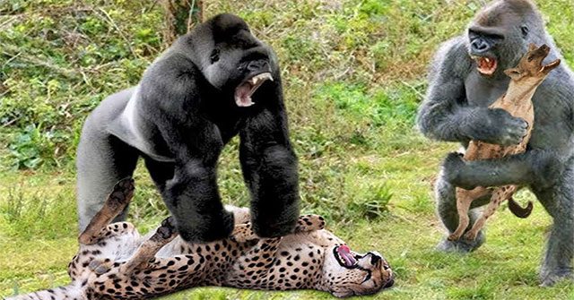 The jaguar had to tuck its tail and flee in panic due to the monkey troop's attack.