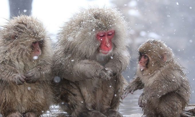 Snow Monkey