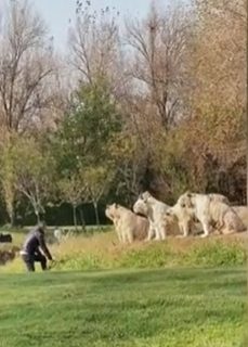 The man was only a few steps away from 11 tigers.