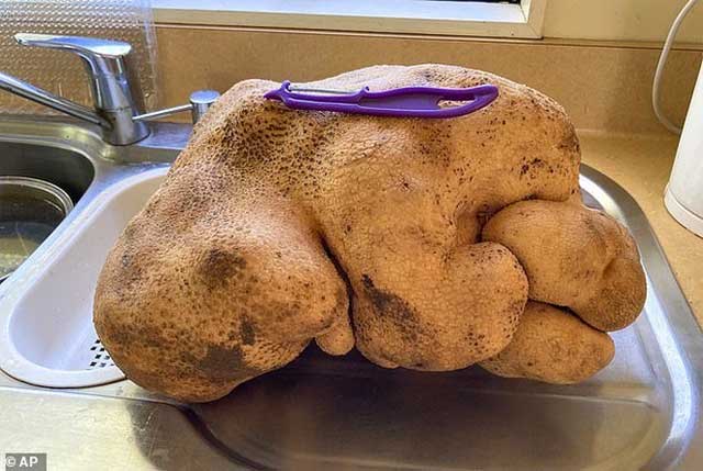 Giant potato weighing nearly 8 kg.