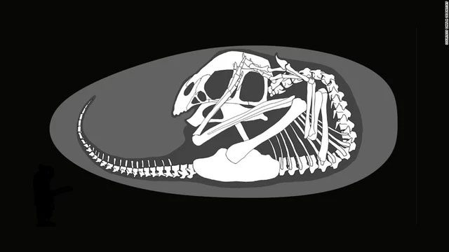 This embryo is excellently preserved inside the egg.