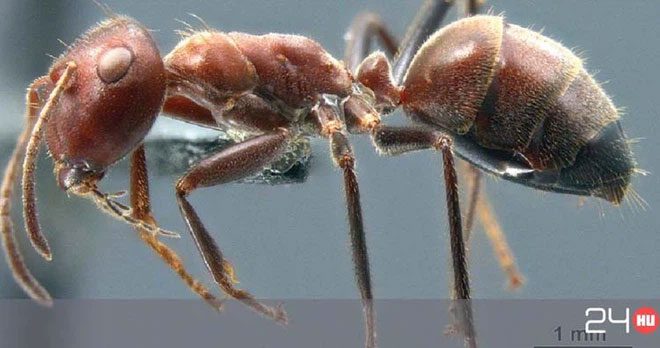 Colobopsis explodens
