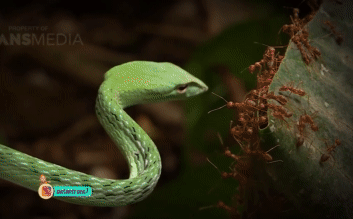 Ants attacking a snake